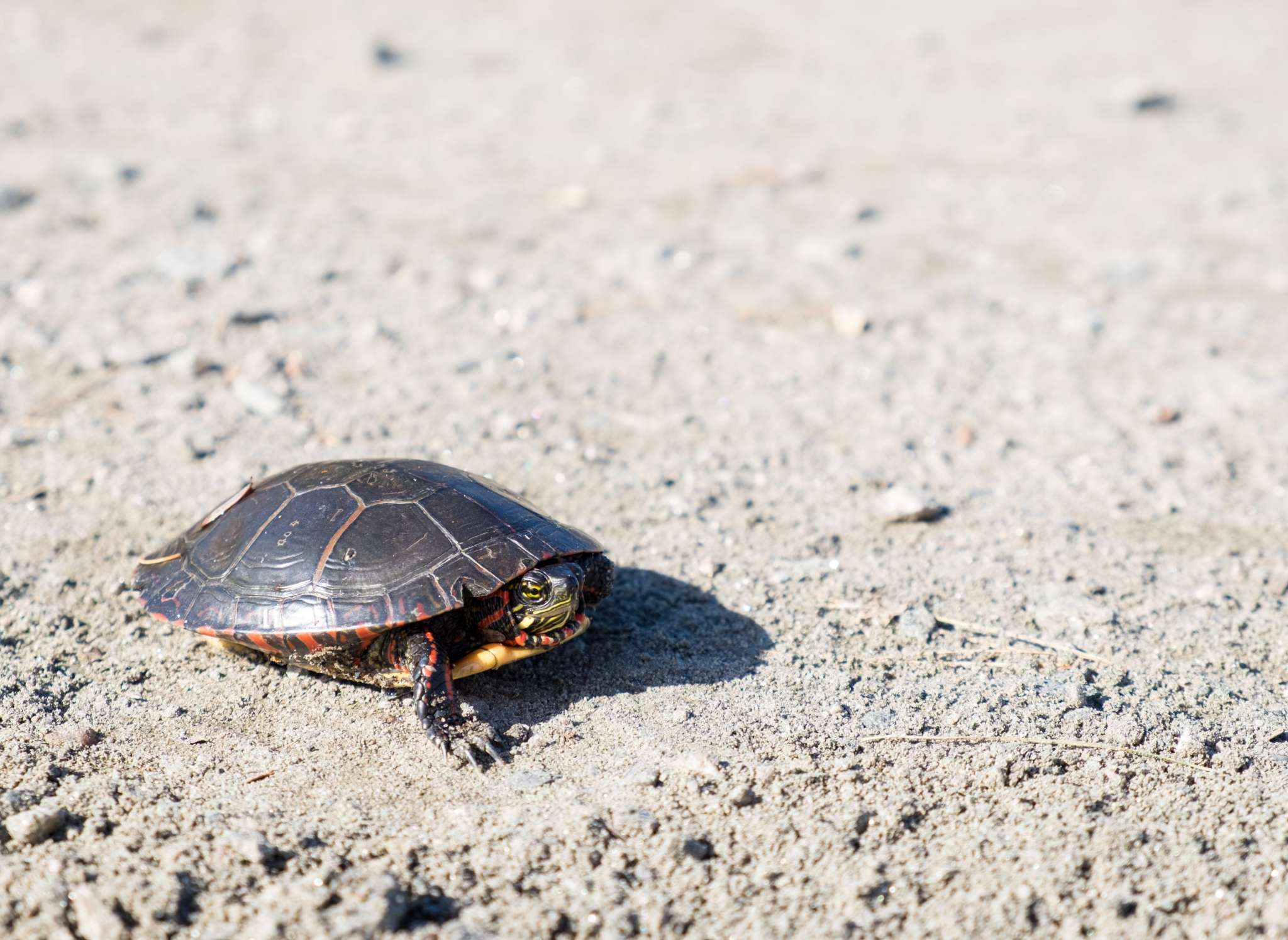 Content Marketing At Turtle Speed
